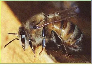 BATS, BATS, BATS and Honeybee Translocations