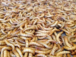 Mealworms and Superworms for sale