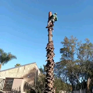 Affordable tree felling