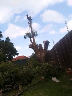 Affordable tree felling