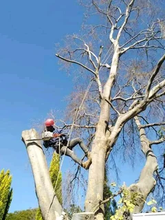Affordable tree felling