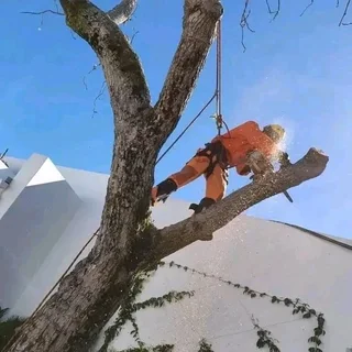 Affordable treefelling