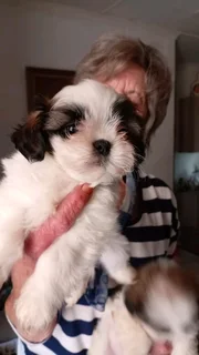Shih tzu