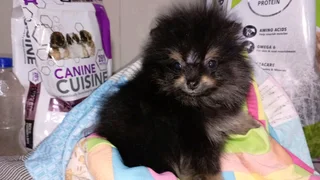 Miniature Toypom