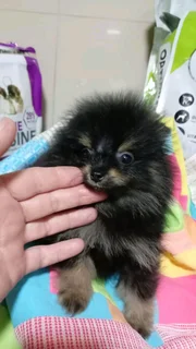 Miniature Toypom