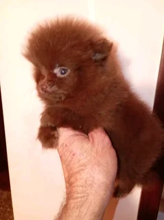 Miniature pomeranian