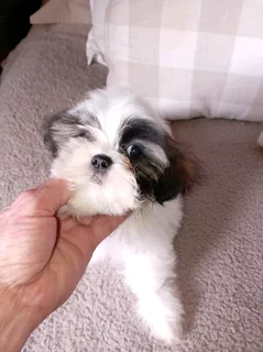 Shih tzu