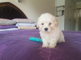 Maltipoo Maltese Poodle Puppies