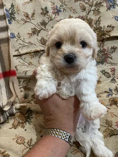 Maltipoo Maltese poodle puppies