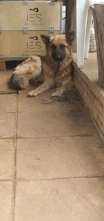 German Shepherd Puppies