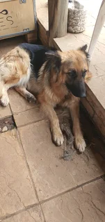 German Shepherd Puppies