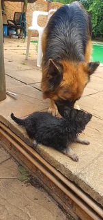 German Shepherd Puppies