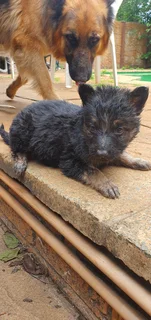 German Shepherd Puppies
