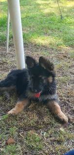 German Shepherd Puppies