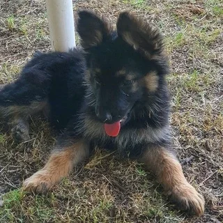 German Shepherd long haired puppies
