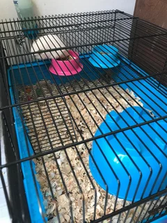 Hamsters, large cage and extras