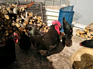 Australorp chickens