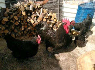 Australorp chickens