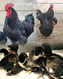 Australorp chickens