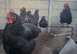 Australorp chickens