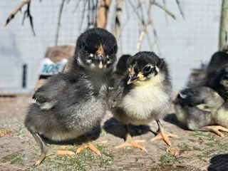Australorp chickens