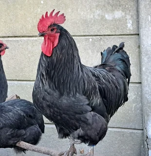 Australorp chickens