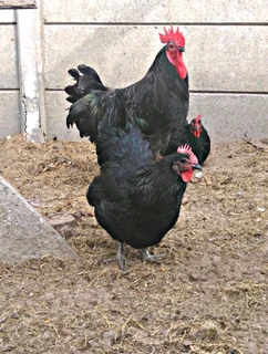 Australorp chickens