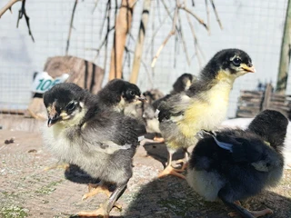 Australorp chickens