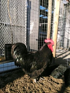 Australorp chickens
