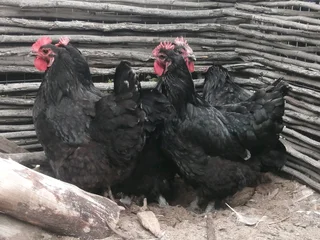 Black australorp hens