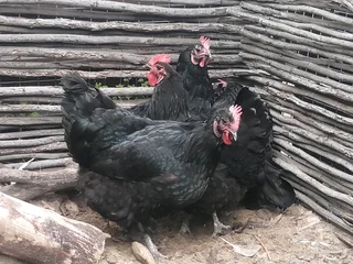 Black australorp hens