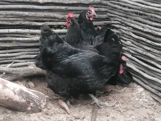 Black australorp hens
