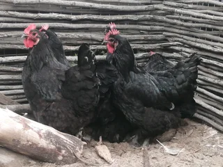 Black australorp hens