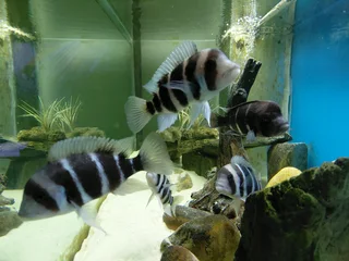 Frontosa Kilima Breeding colony