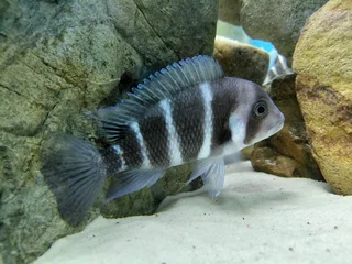 Frontosa Kilima Breeding colony