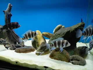 Frontosa Kilima Breeding colony