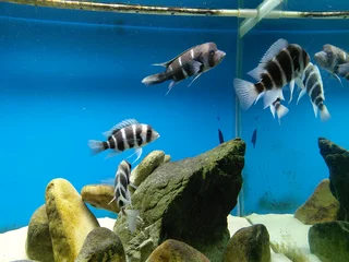 Frontosa Kilima Breeding colony