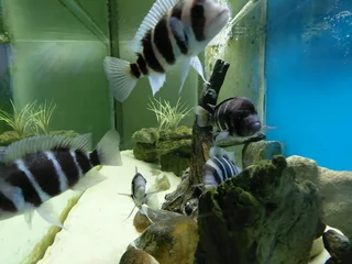 Frontosa Kilima Breeding colony