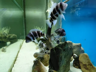 Frontosa Kilima Breeding colony