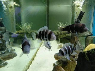 Frontosa Kilima Breeding colony