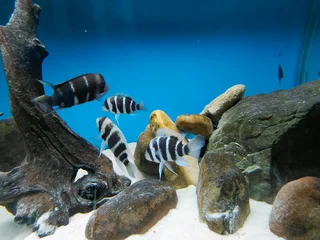 Frontosa Kilima Breeding colony