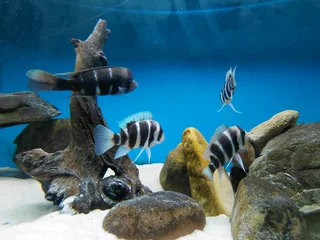 Frontosa Kilima Breeding colony