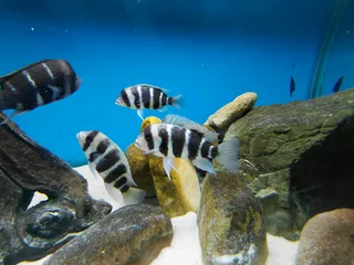 Frontosa Kilima Breeding colony