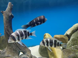 Frontosa Kilima Breeding colony