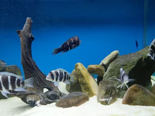 Frontosa Kilima Breeding colony