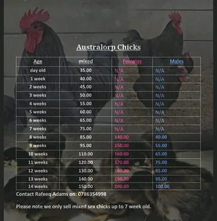 Black australorp chicks