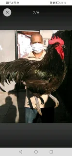 Black australorp chicks