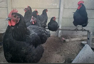 Black australorp chicks