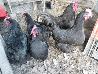 Breeding set australorp