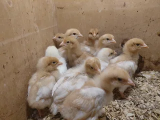 3 week old Back yard layer chicks